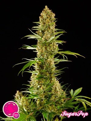 Philosopher Seeds - SugarPop (fem.) 03196