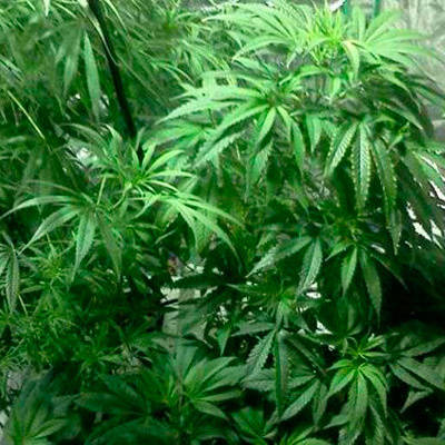Nirvana Seeds - Medusa (fem.) 03286