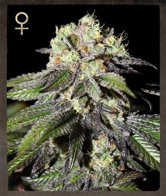 Strain Hunters - Caboose (fem.) 01405
