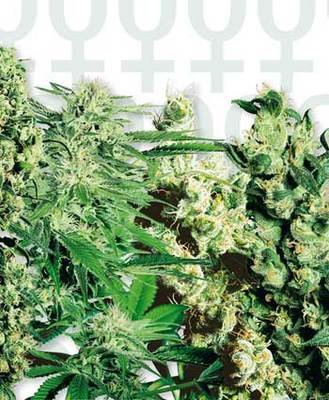 Sensi Seeds - Feminized Mix (Fem.) 00822
