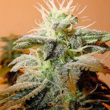 Female Seeds - Indoor MIX (fem.) 01544