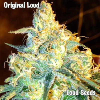 Loud Seeds - Original Loud (reg.) 00073