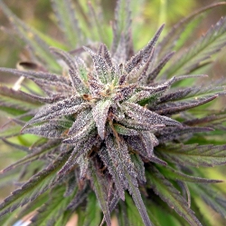 Female Seeds - Purple Power (fem.) 01541