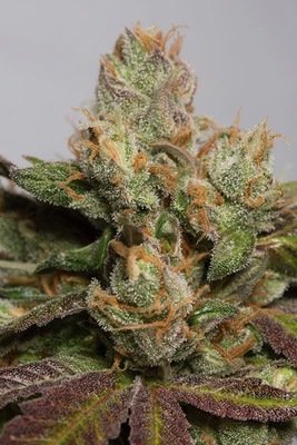 Humboldt Seed Organization - 707 Truthband by Emerald Mountain (fem.) 02355