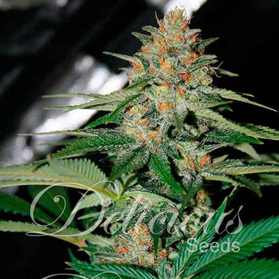 Delicious Seeds - Cheese Candy (reg.) 03635