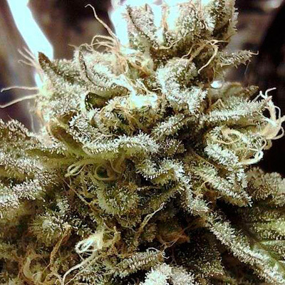 Nirvana Seeds - Aurora Indica (fem.) 00820