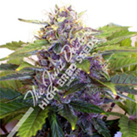 Joint Doctor (High Bred Seeds) - Purple Ryder Auto (auto/fem.) 01362