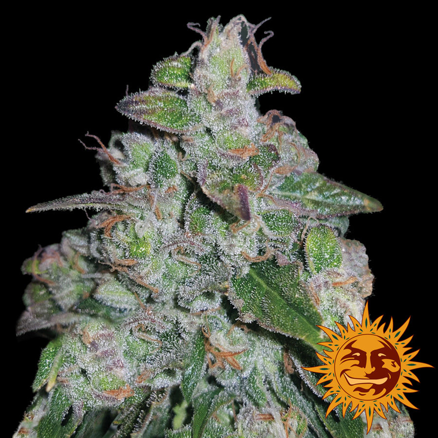 Barney's Farm - Blueberry OG (fem.)