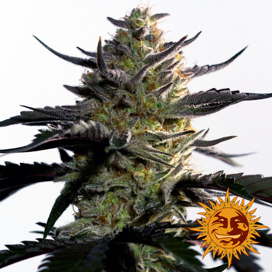 Barney's Farm - Blueberry OG (fem.)