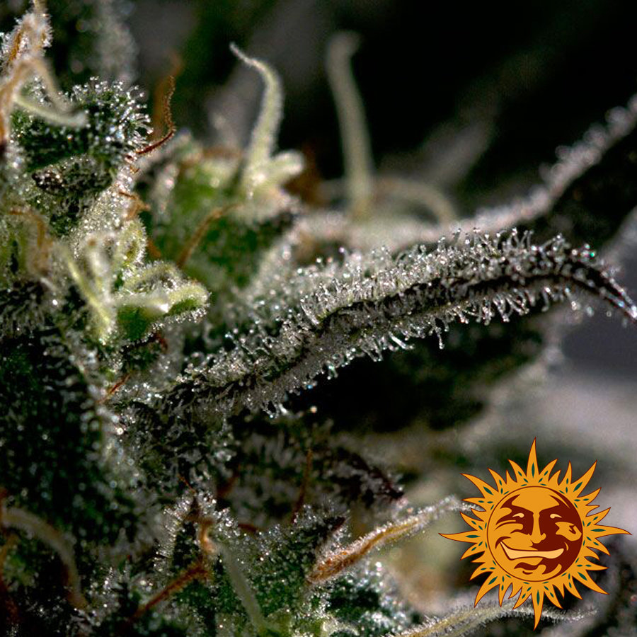 Barney's Farm - Blueberry OG (fem.)