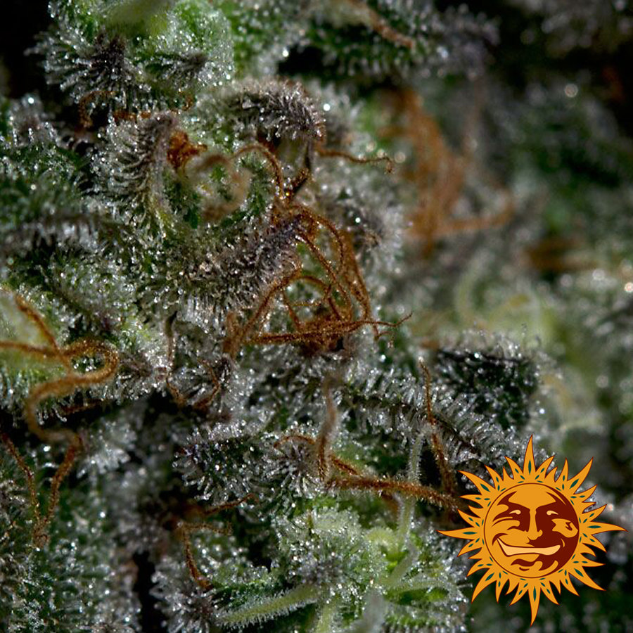 Barney's Farm - Blueberry OG (fem.)