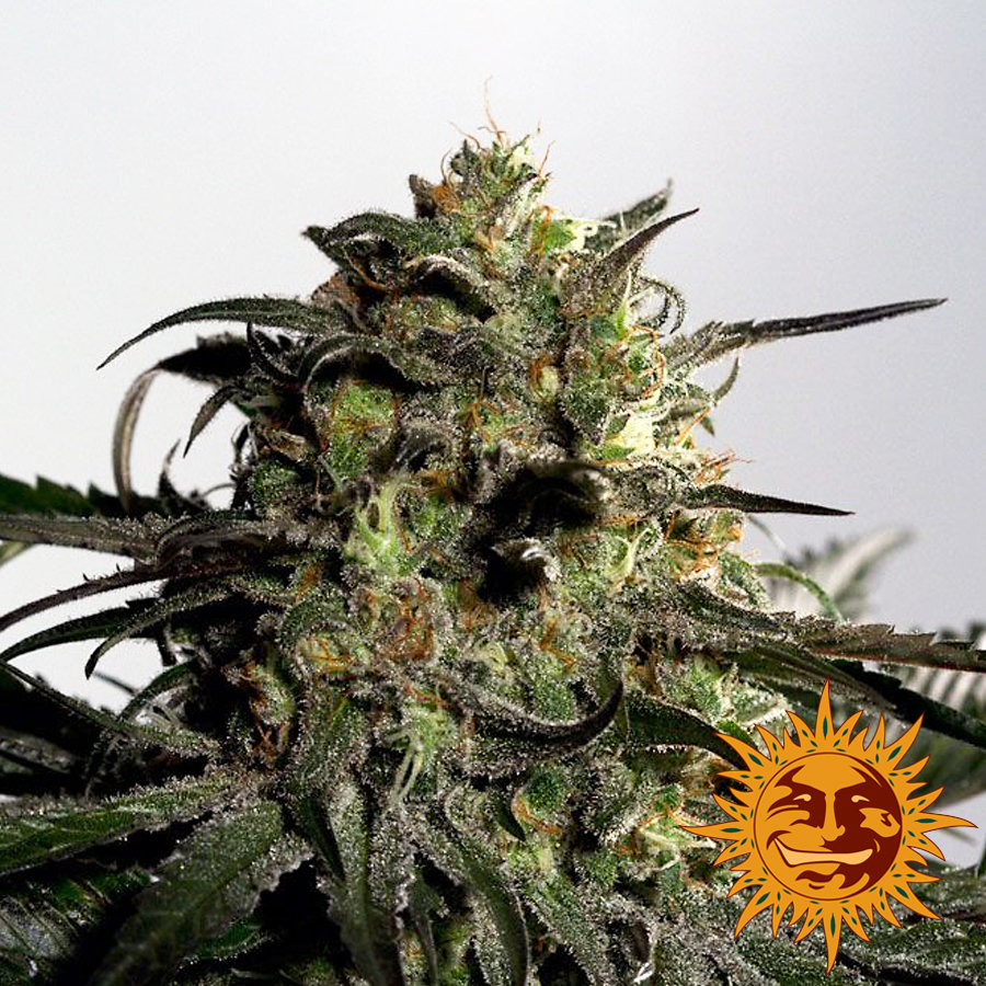 Barney's Farm - Blueberry OG (fem.)