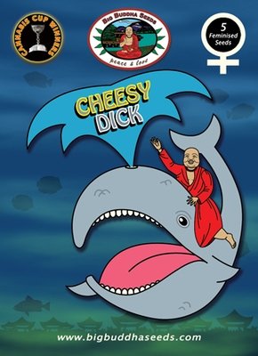 Big Buddha Seeds - Cheesy Dick (fem.) 01654