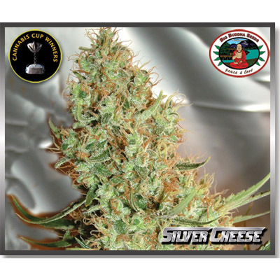 Big Buddha Seeds - Silver Cheese (fem.) 09673