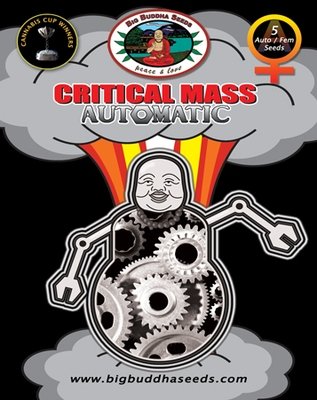 Big Buddha Seeds - Critical Mass Automatic (auto/fem.) 01644
