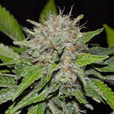 Delicious Seeds - Deep Mandarine (fem.) 03640