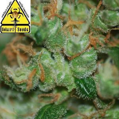 Biohazard Seeds - Auto Power (auto/fem.) 04660