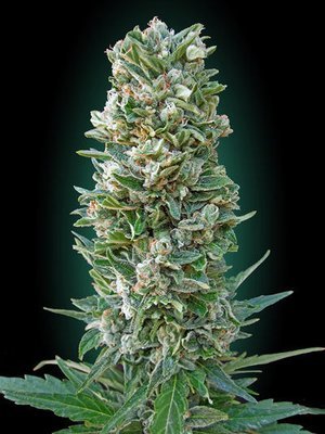 Advanced Seeds - Auto Heavy Bud (auto/fem.) 05230
