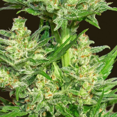 Biohazard Seeds - Auto Chingon (auto/fem.) 04669