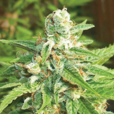 Biohazard Seeds - Auto Kratos (auto/fem.) 04670