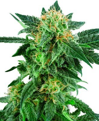 White Label Seeds - Snow Ryder Automatic (auto/fem.) 03102