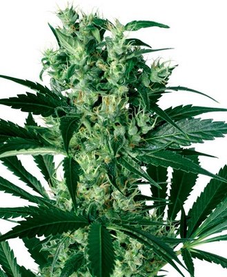 White Label Seeds - X Haze (fem.) 03085