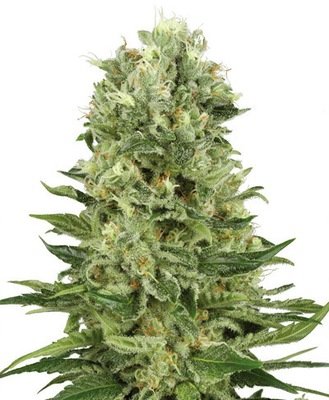 White Label Seeds - Skunk Automatic (auto/fem.) 04495