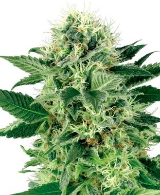 White Label Seeds - Northern Lights (fem.) 03108
