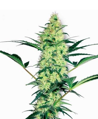White Label Seeds - White Diesel (fem.) 03096