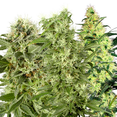 White Label Seeds - Female Mix (fem.) 03084