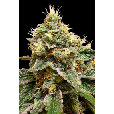 DNA Genetics - OG LA Affie (fem.) 00144