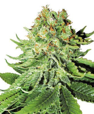 White Label Seeds - Northern Lights Automatic (auto/fem.) 04494