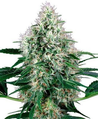 White Label Seeds - Pure Power Plant Automatic (auto/fem.) 04964