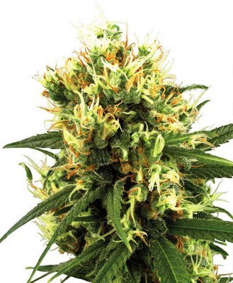 White Label Seeds - White Haze Automatic (auto/fem.) 04498