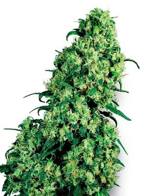White Label Seeds - Skunk #1 (fem.) 03103