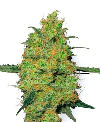 White Label Seeds - Master Kush (fem.) 03095