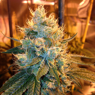 Loud Seeds - Ganja Farmer OG (reg.) 00072