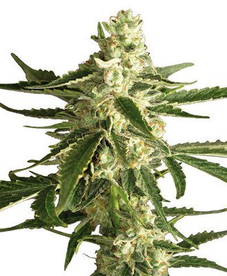 White Label Seeds - White Diesel Haze Automatic (auto/fem.) 04497