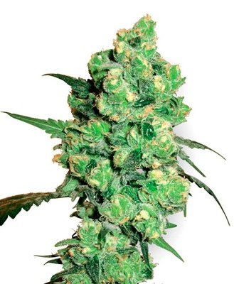 White Label Seeds - Super Skunk (fem.) 03099