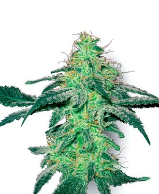 White Label Seeds - White Skunk (fem.) 03087