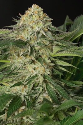 Humboldt Seed Organization - Lemon Garlic OG (fem.) 02358