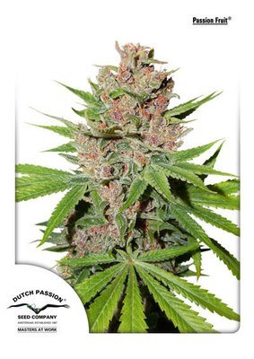 Dutch Passion - Passion Fruit (fem.) 04902