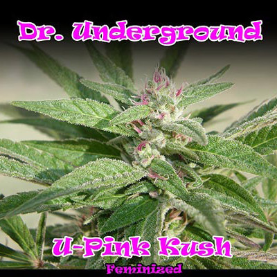 Dr. Underground - U-Pink Kush (fem.) 04637