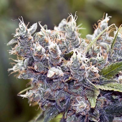 Female Seeds - BubbleGummer (fem.) 01531