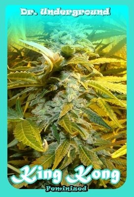 Dr. Underground - King Kong (fem.) 01710