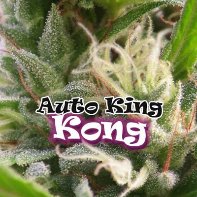 Dr. Underground - Auto King Kong (auto/fem.) 04633