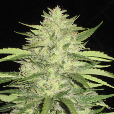 Loud Seeds - Skins Skunk (reg.) 00074