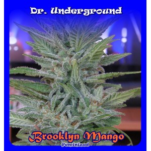 Dr. Underground - Brooklyn Mango (fem.) 02629
