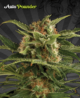 Auto Seeds - Auto Pounder (auto/fem.) 00220