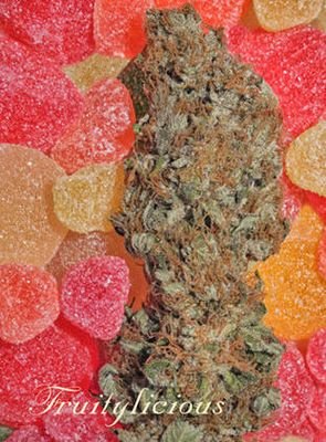 Mandala Seeds - Fruitylicious (fem.) 04840